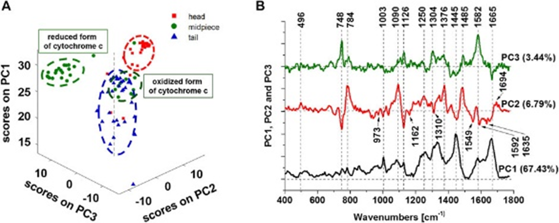 Graficzny skrót opublikowanych badań