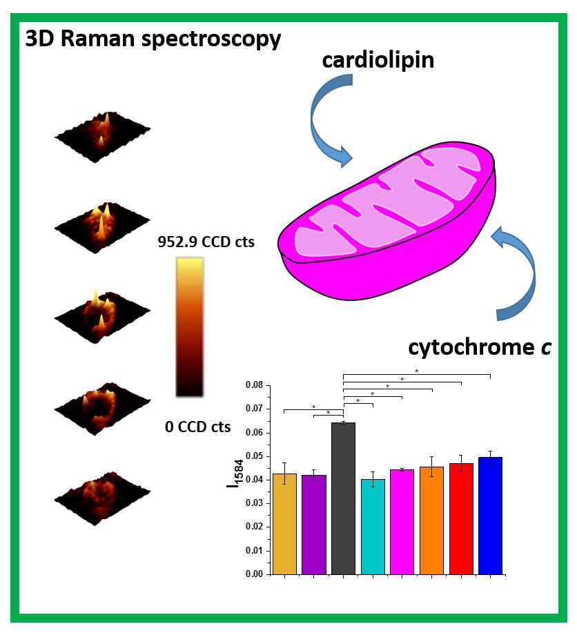 the role of cardiolipin