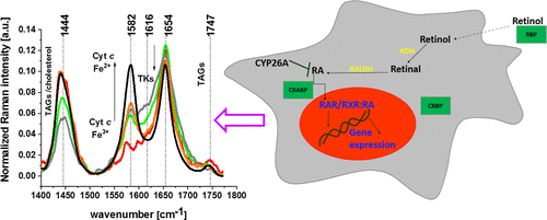 Modifications of cytochrome